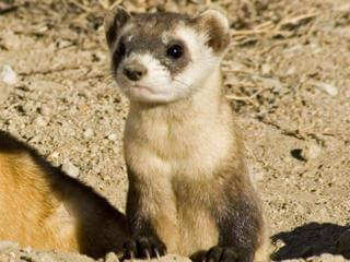 ferret